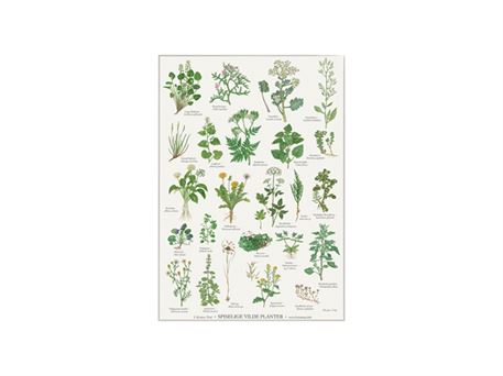 Plakat - "Spiselige vilde planter" - A4