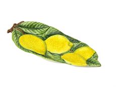 Skeholder citron
