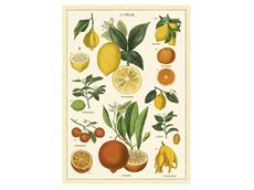 Vintage plakat Citrus - 50x70 