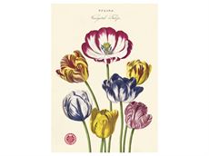 Vintage plakat Tulipaner - 50x70 