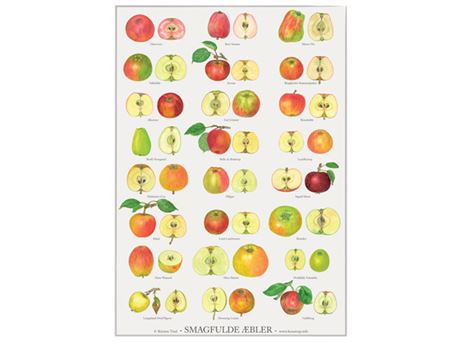 Plakat - "Æbler" - A2