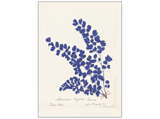 Plakat "Botanical Fern III Blue" - 50x70 cm