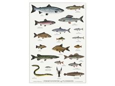Plakat med tegninger af ferskvandsfisk i målet 42x59,7 cm