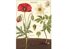 Vintage plakat Botany - 50x70 