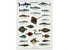 Plakat med tegninger af havets fisk i målet 42x59,7 cm