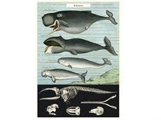 Plakat i målet 50x70 med tegning af 4 hval typer samt deres skelet