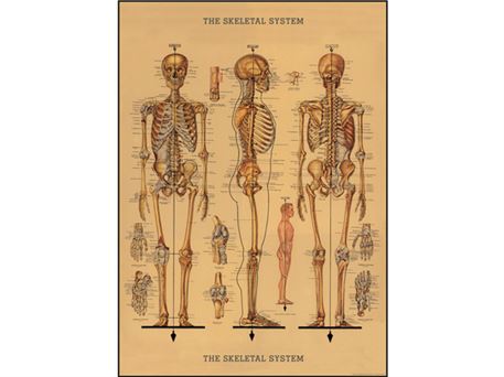 Vintage plakat Skelet - 50x70 